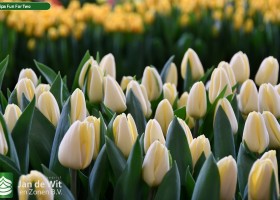 Tulipa Fun For Two ® (3)